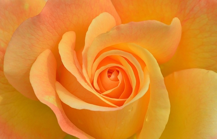 Žlutá i oranžová v jedné