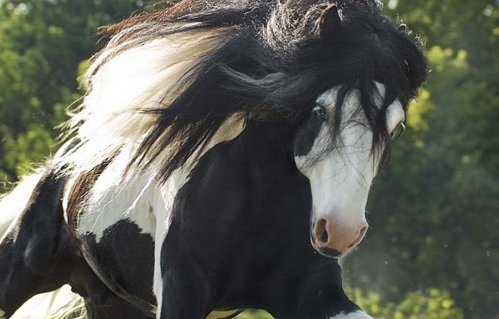 Gypsy Vanner v pohybu