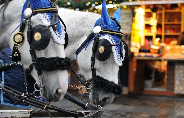 Koně na Staroměstském náměstí