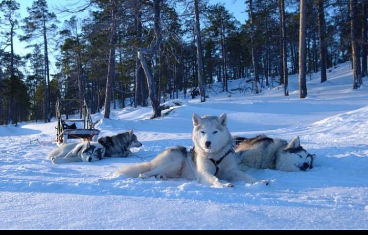 Psí spřežení, Husky