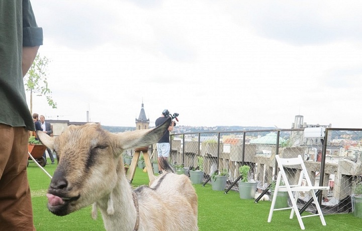 Koza Hermína v akci