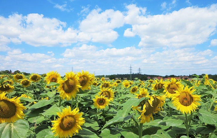 Slunečnicové pole, v pozadí Brandejsův statek