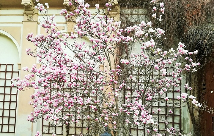 Když na jaře kvete sakura