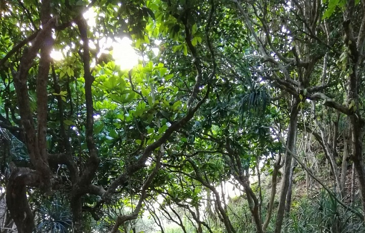 Jedna z cest na Sunset Beach