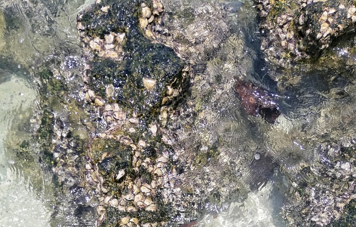 Mořský život je bohatý