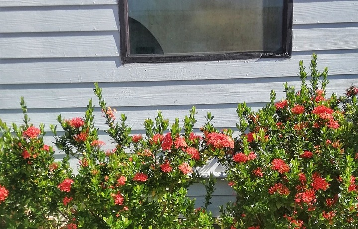 Ostrov mi ukázala i varana