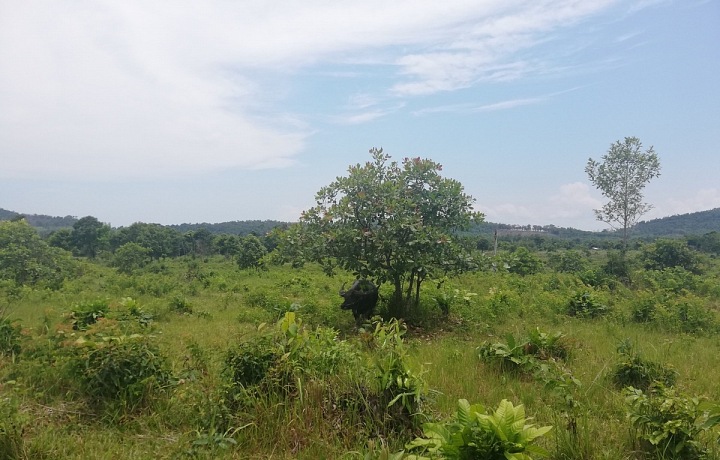 Gaur (indický bizon)