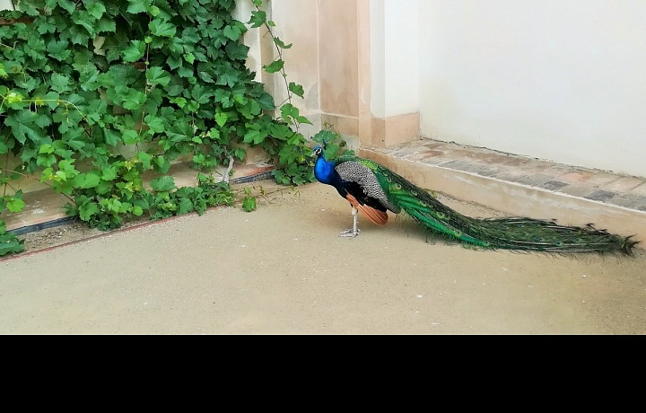 Páv ve Valdštejsnké zahradě