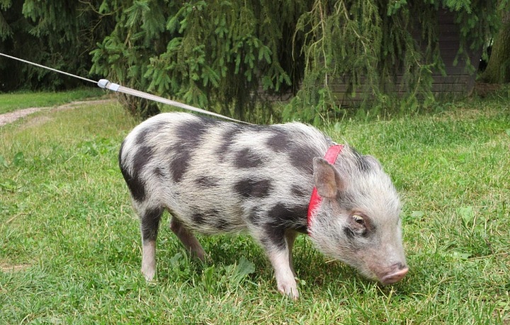 prasatkovdomacnosti.cz