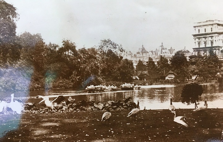 Pelikáni v Londýně mají dlouholetou tradici. 