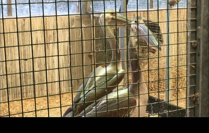 Pražská zoo byla Londýnem požádána o pelikány.