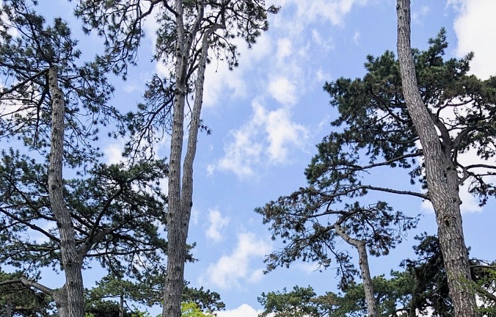 Pařížska květinová zahrada