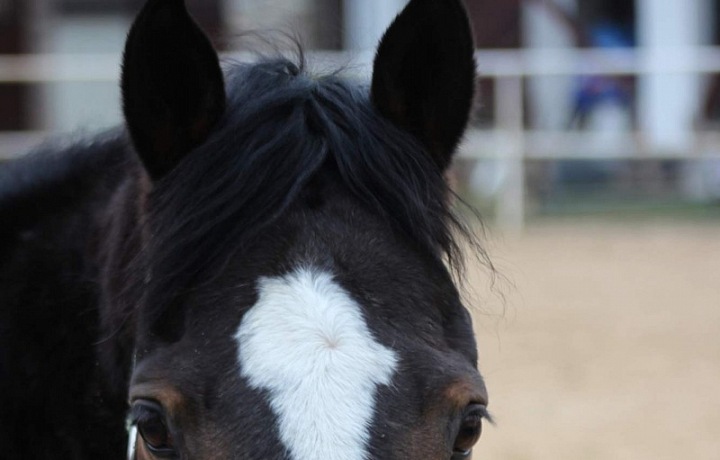 Jezdecký klub Horse Mane