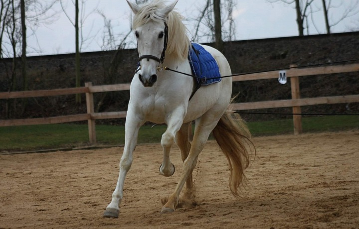 Jezdecký klub Horse Mane