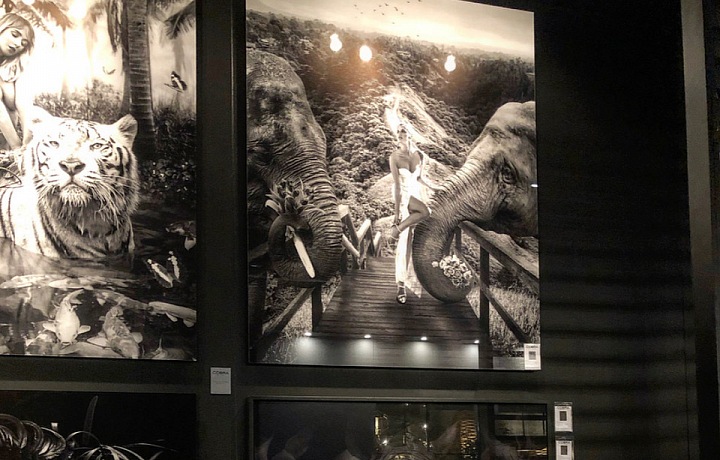 Nová kolekce Cobra Art