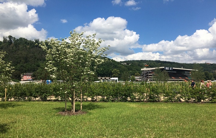 Všude byla vysazena zeleň.