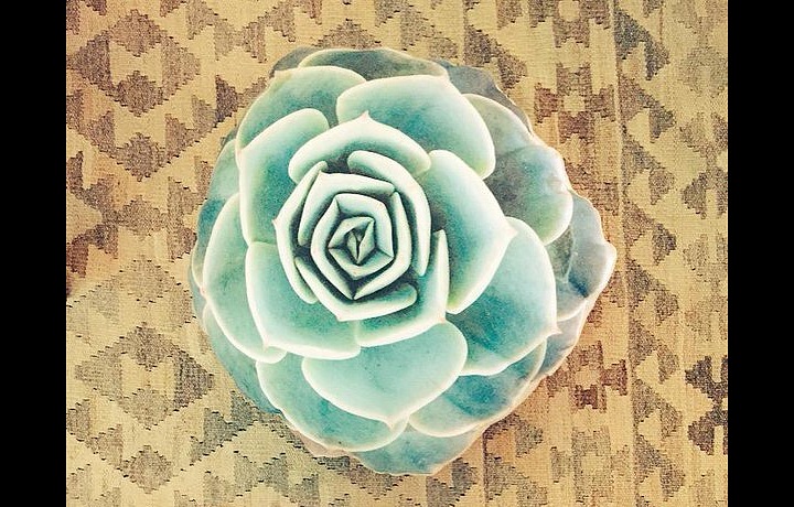 Pink a projekt Without Shoes