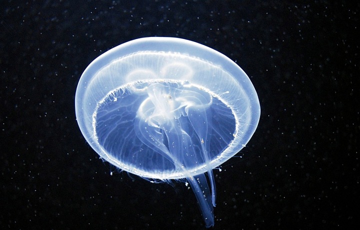 Podmořské divadlo začíná