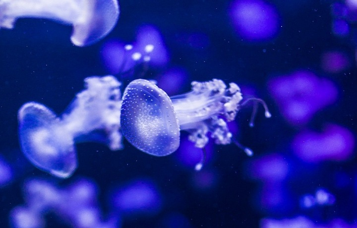 Podmořské divadlo začíná