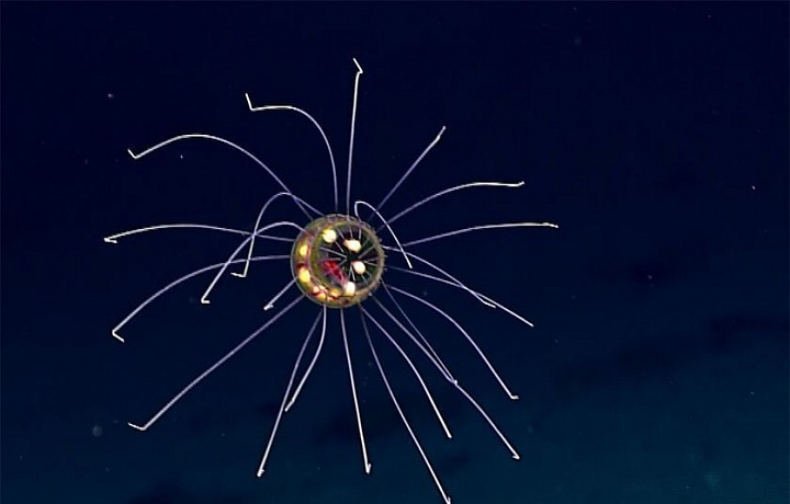 UFO Jelly