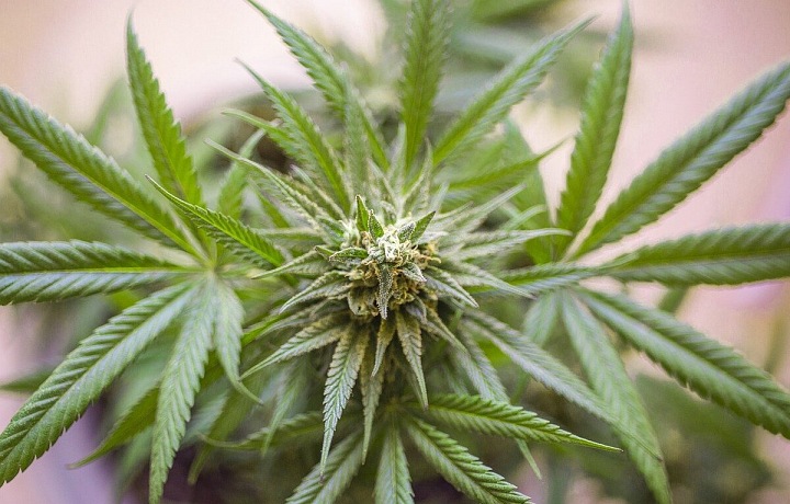 Konopí jako lék na Covid?