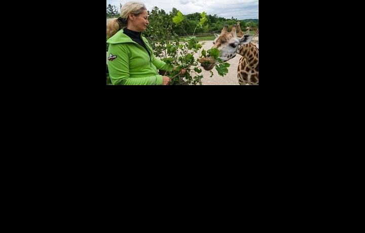Žirafu si jen tak nepohladíte, ale větev si od vás vezme. 