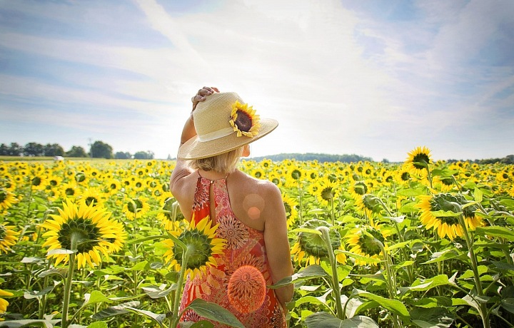 Letní lásky ve slunečnicovém poli