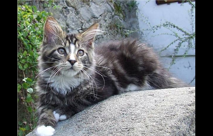 Mladá mainská mývalí kočka