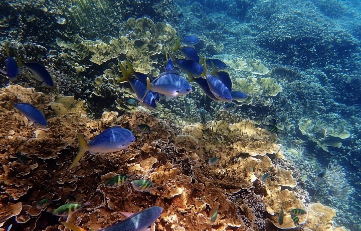 Velký bariérový útes, potápění v Austrálii