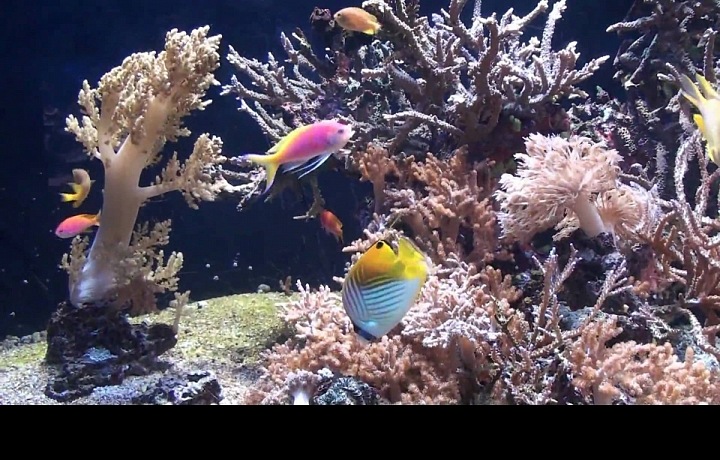 Oceánografické muzeum monako