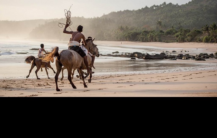 Ostrov Sumba a ikonické koně