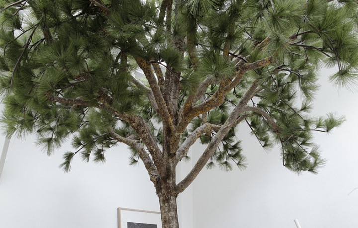 Strom y v interiéru