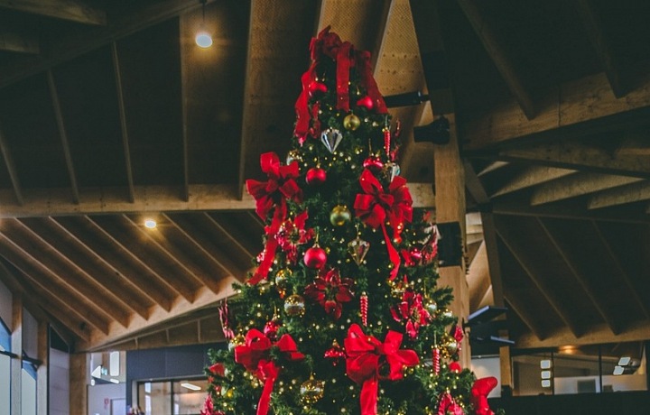 Kde se vzal vánoční stromeček?