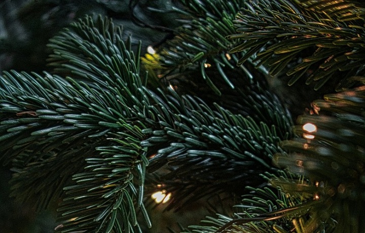 Kde se vzal vánoční stromeček?