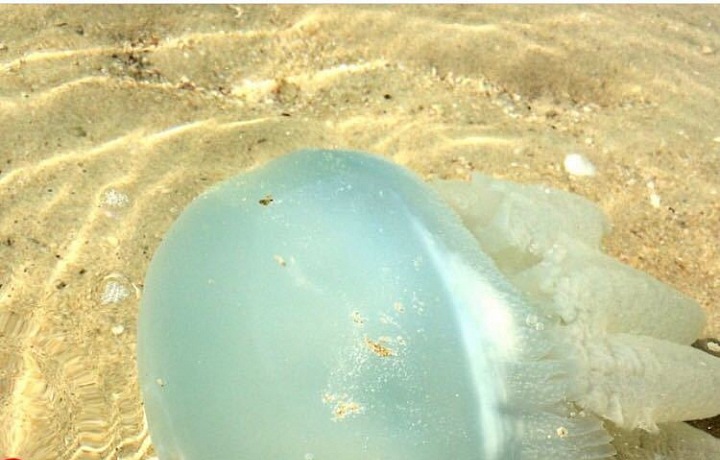 Medúza  na Palm Jumeirah