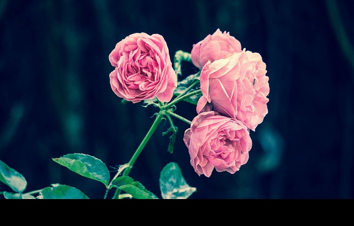 Poděkujte růžovou růží