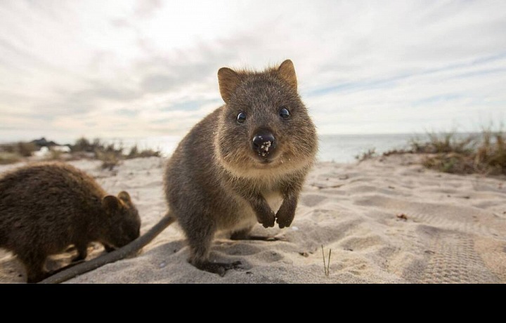 Klokan Quokka
