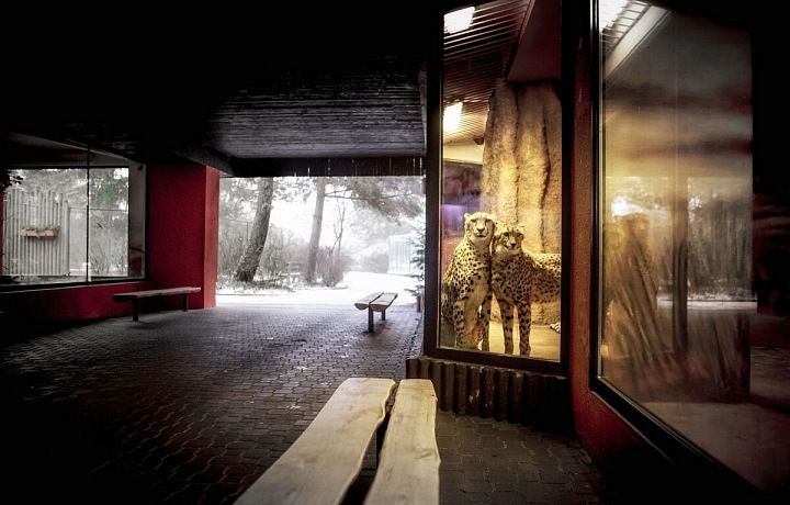 Czech Press Photo - nominovaný Radek Kalhous, Nuda v Zoo