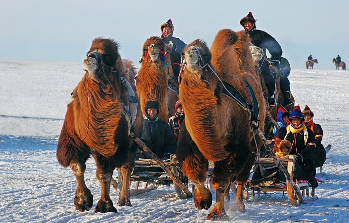  Burjati sedící na velbloudích spřeženích