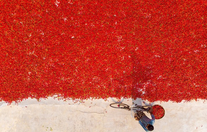 Spousty chilli papriček zbarví pole do červena