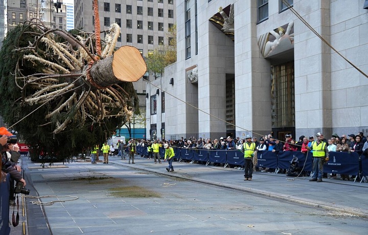 Letošní ikonický vánoční strom už před Rockeffelerovým centrem stojí. Pravidelně je na své místo přivezen z některé z vybraných amerických farem 