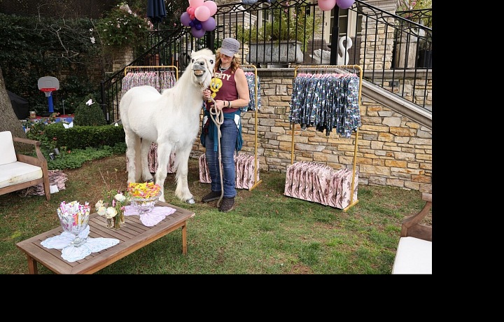 Nechyběla ani živá zvířata