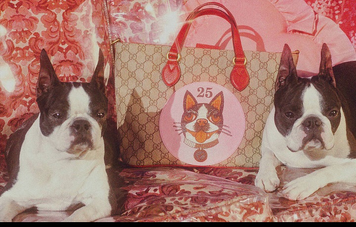 Inspirací se staly bostonští teriéři 