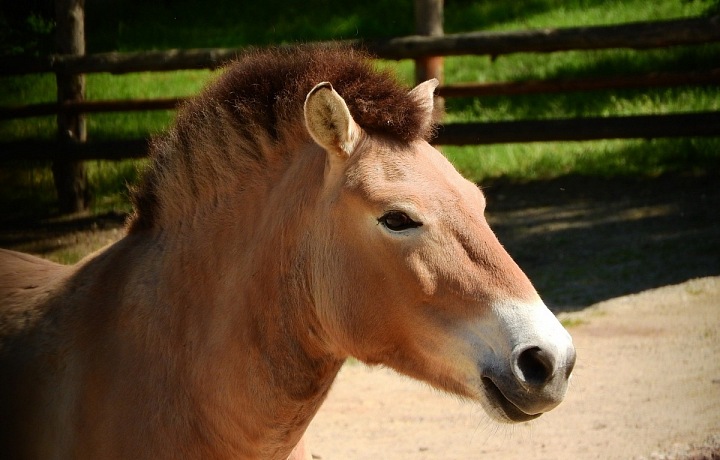 Koně Převalského, ustájení v Praze a okolí
