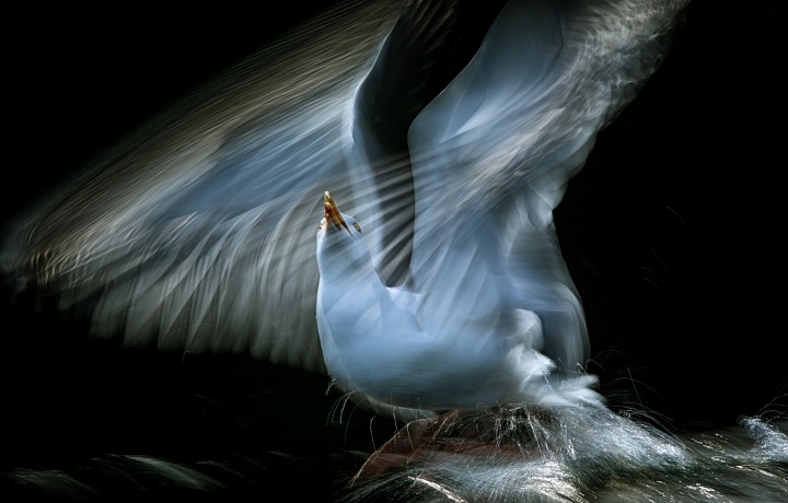 Ptáci, Jiří Hřebíček