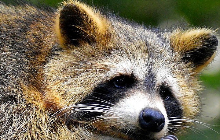  Jaké důsledky má pyrotechnika na malé děti či zvířata v našich domácnostech a v přírodě?