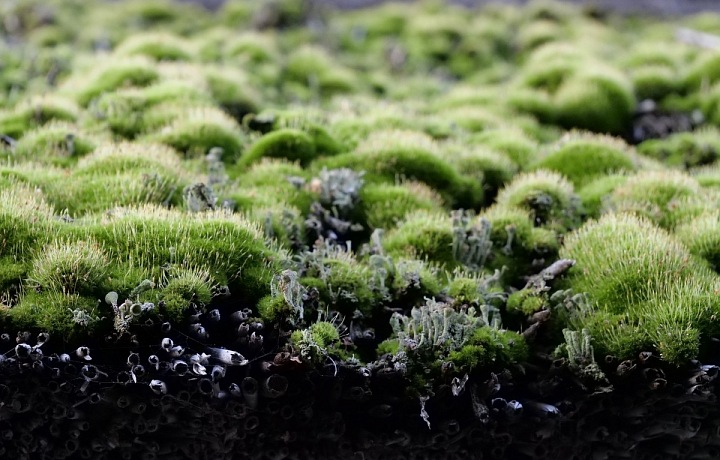 Zelené střechy nedostaly své jméno náhodou