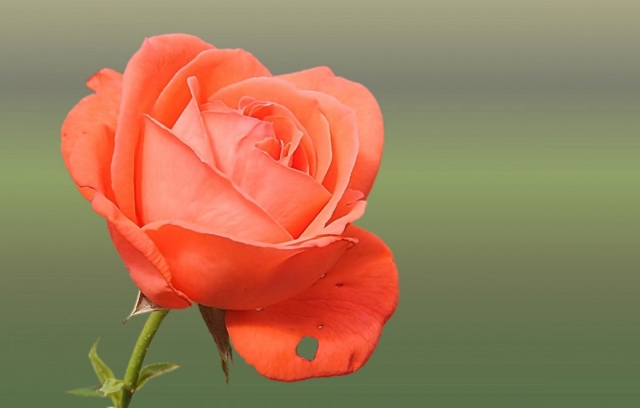 Lososová růže s sebou nese touhu