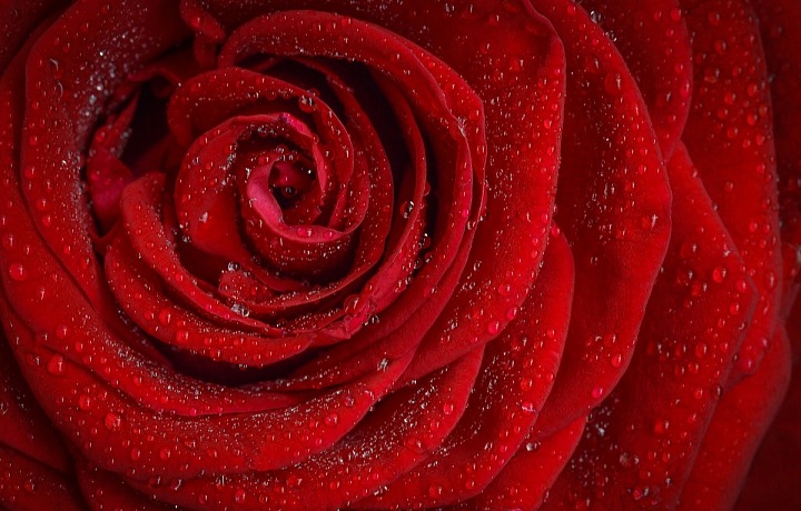 Rudá znamená divokou lásku