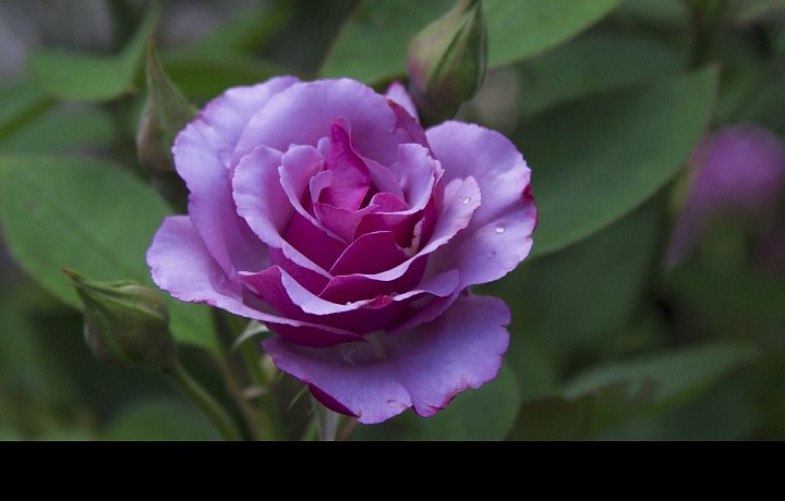 Fialovou růži daruje krativní osobnost